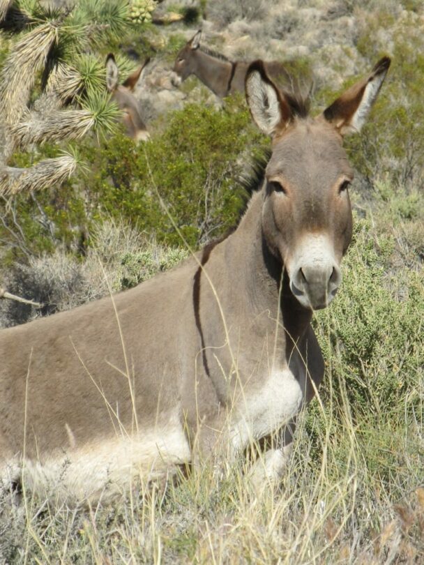 Red Rock Hiking Summit Experience