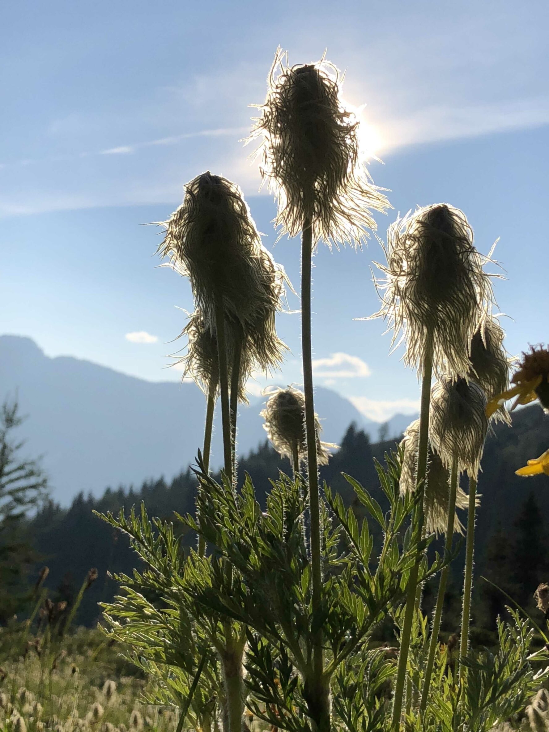 Revelstoke Hiking Nature