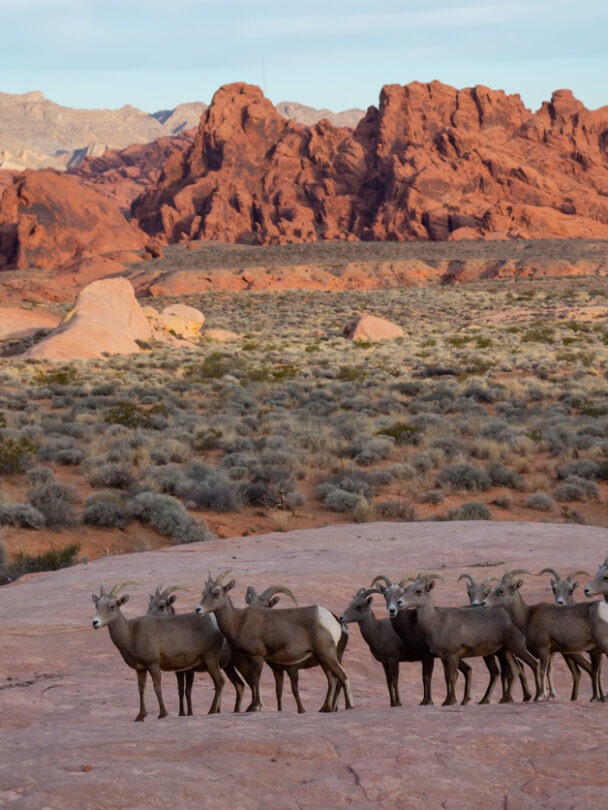 Red Rock Hiking Summit Experience
