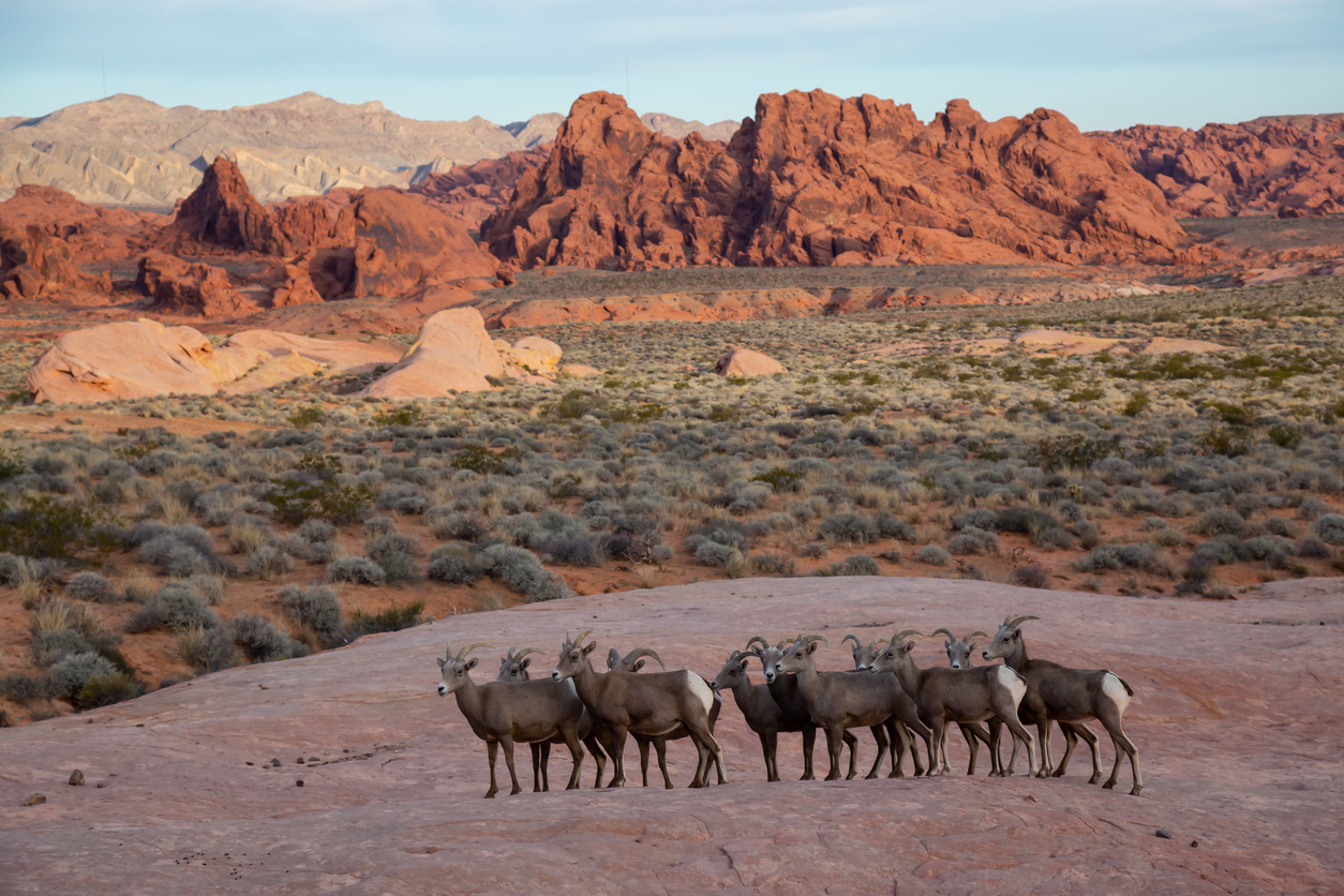 Red Rock Hiking Summit Experience Bighorn Sighting