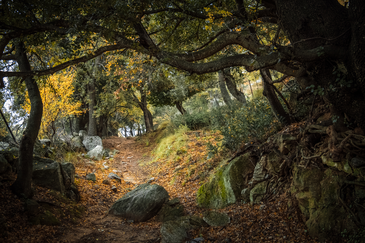 Footpath through an Autumn woodland in Corsica