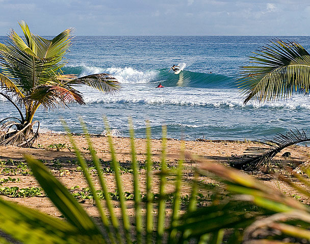 Surfing in Puerto Rico, beach and waves framed by a couple of palm trees