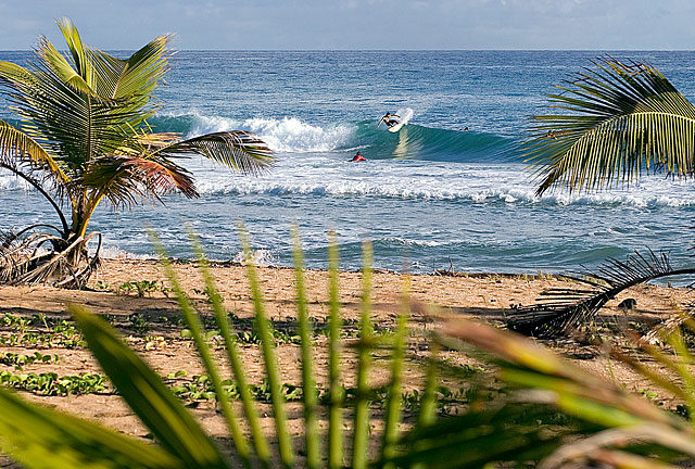 Surfing in Puerto Rico, beach and waves framed by a couple of palm trees