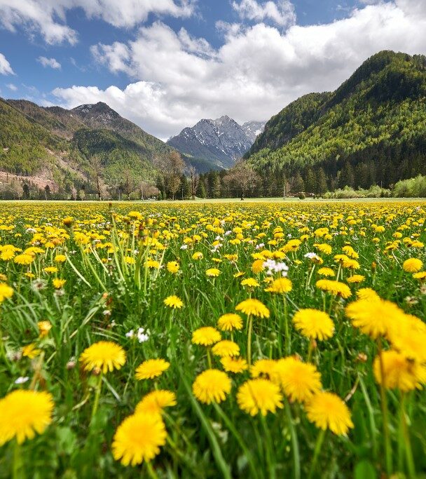 Bridge Brjeka on Soča river