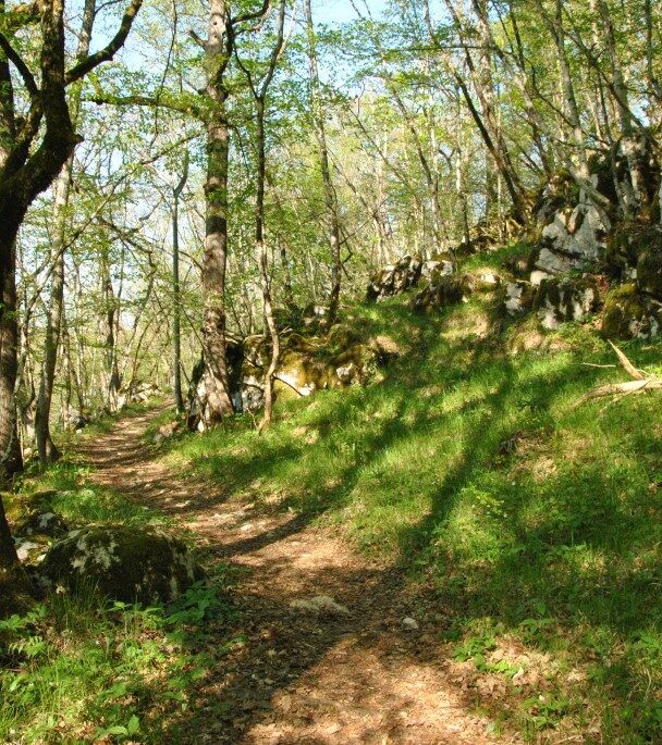 Meadows in Lipica, stud farm, in Karst region