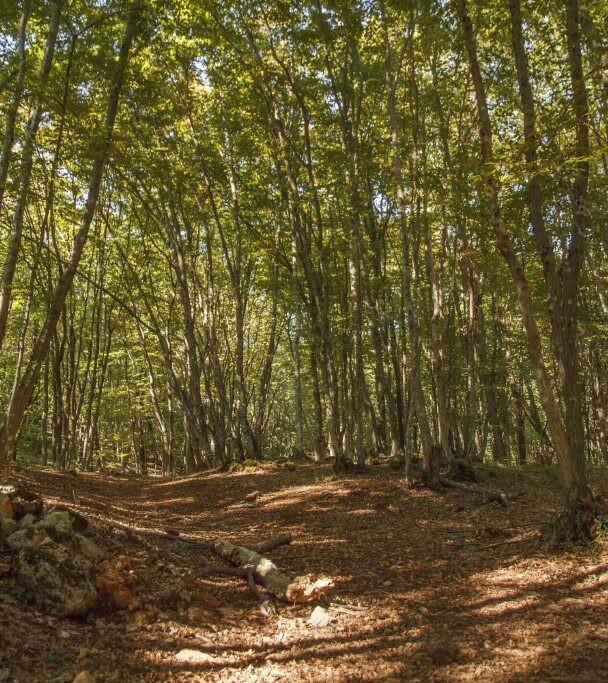 Hiking the Karst and Grotta Gigante