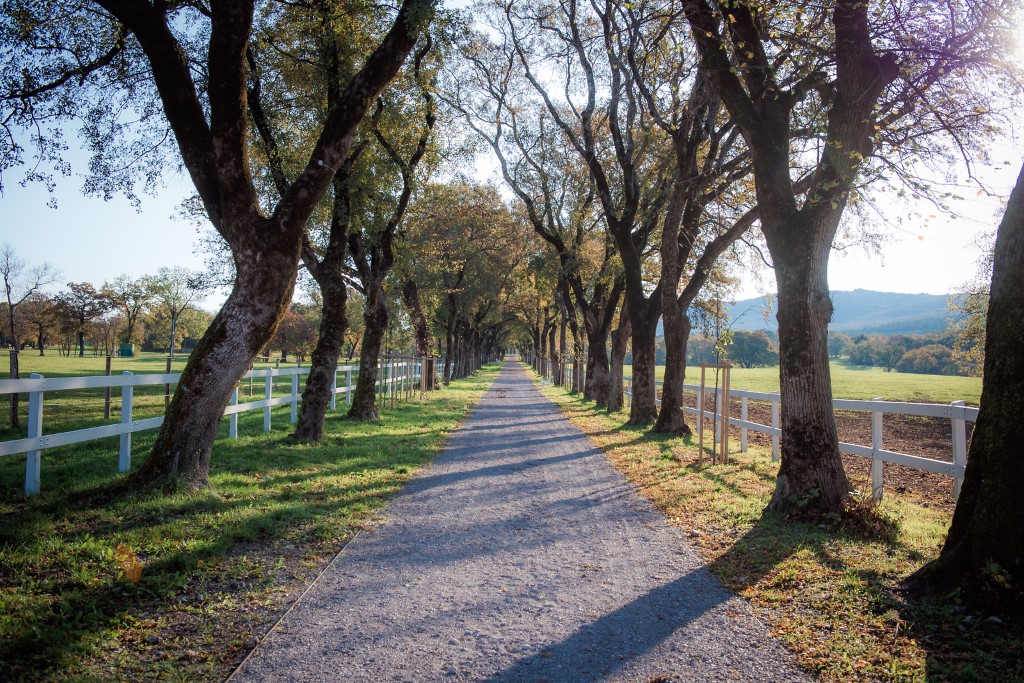 White fences in Lipica