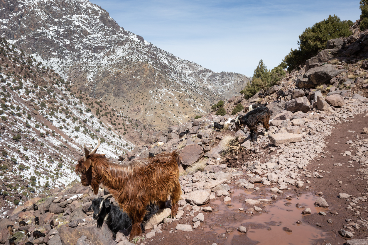 a group of mountain goats on a dirt trail in the Atlas mountains, Morocco, with rocky background on a sunny day
