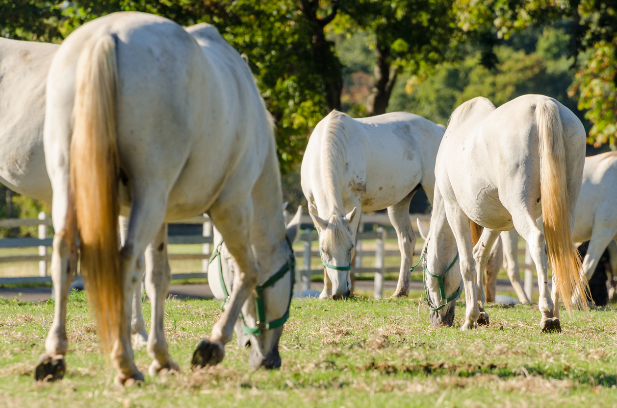 Lipizzan horses
