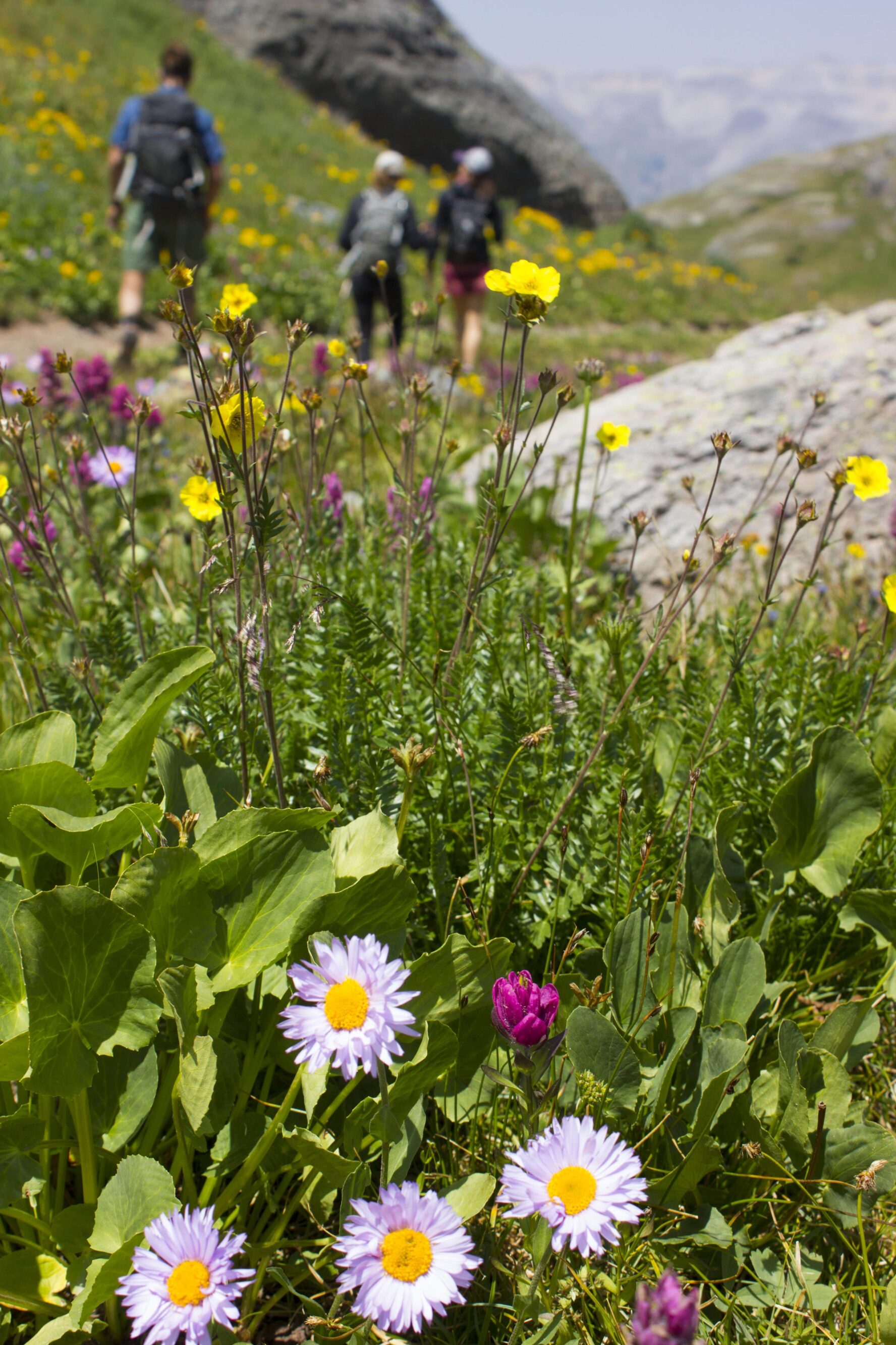 Flowery meadows in Telluride