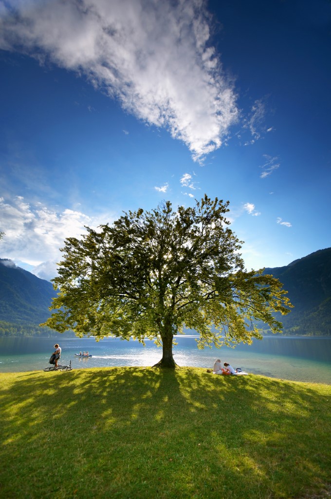 Big tree on the coast of Bohinj
