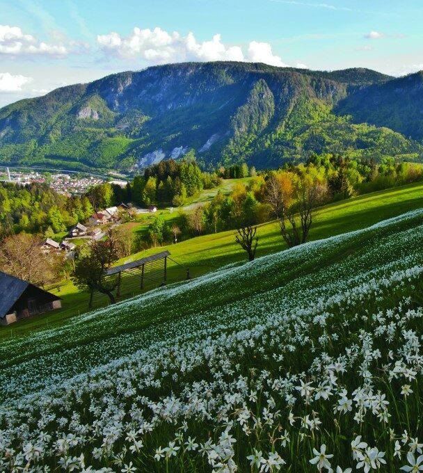 A person enjoying the panoramic views over lake Bled
