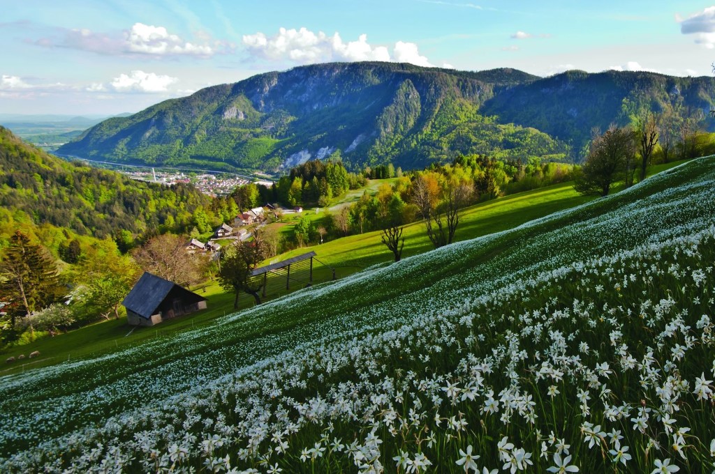 Jesenice