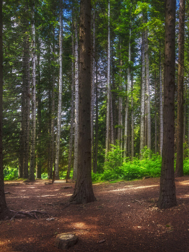 Lake in Orecchiella natural park in Garfagnana.Tuscany, Italy.