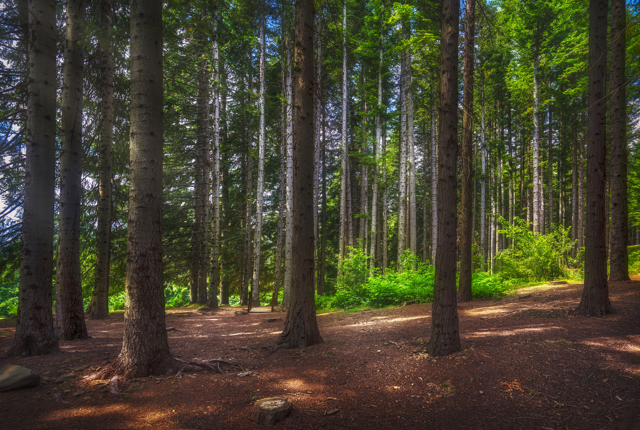 Path inside a silver fir forest in Orecchiella park. Garfagnana, Tuscany, Italy.