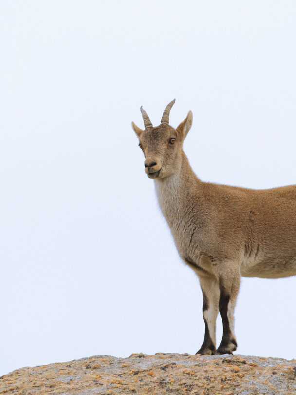 Iberian ibex or spanish wild goat, rare goat living only in spain