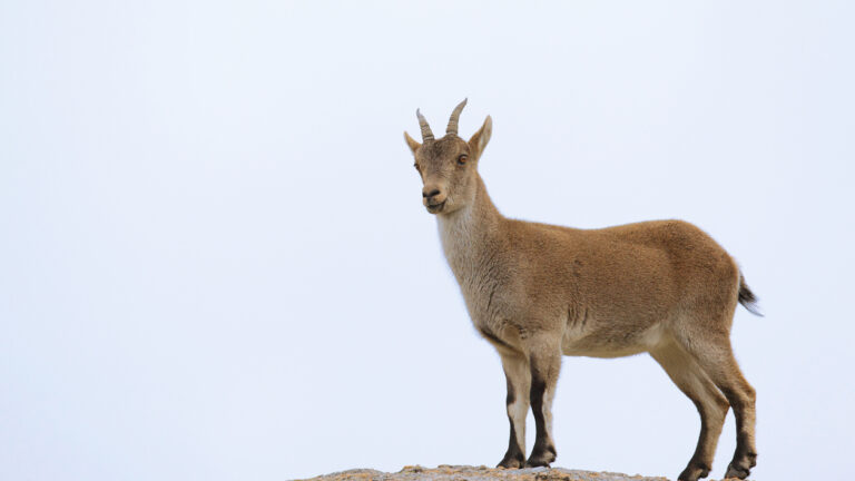 Iberian ibex or spanish wild goat, rare goat living only in spain