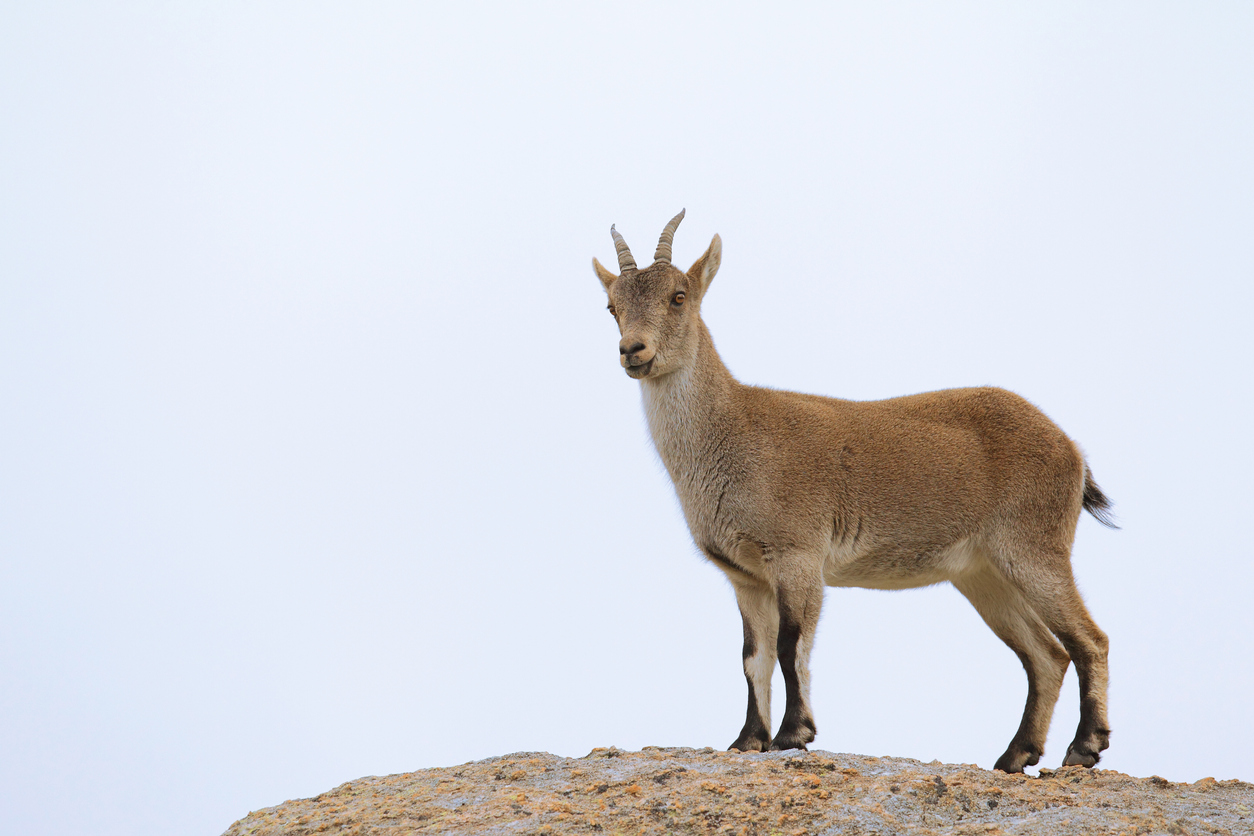 Iberian ibex or spanish wild goat, rare goat living only in spain