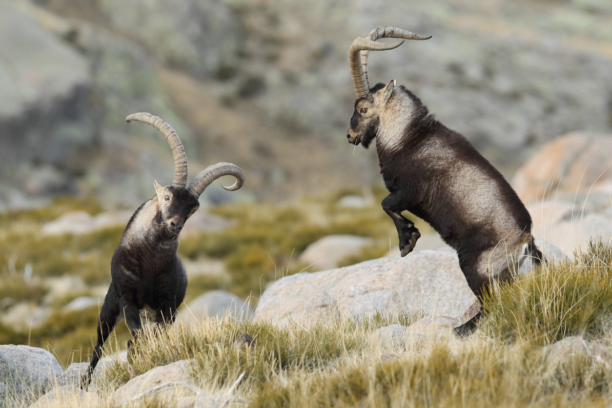 Iberian ibex or spanish wild goat, rare goat living only in spain