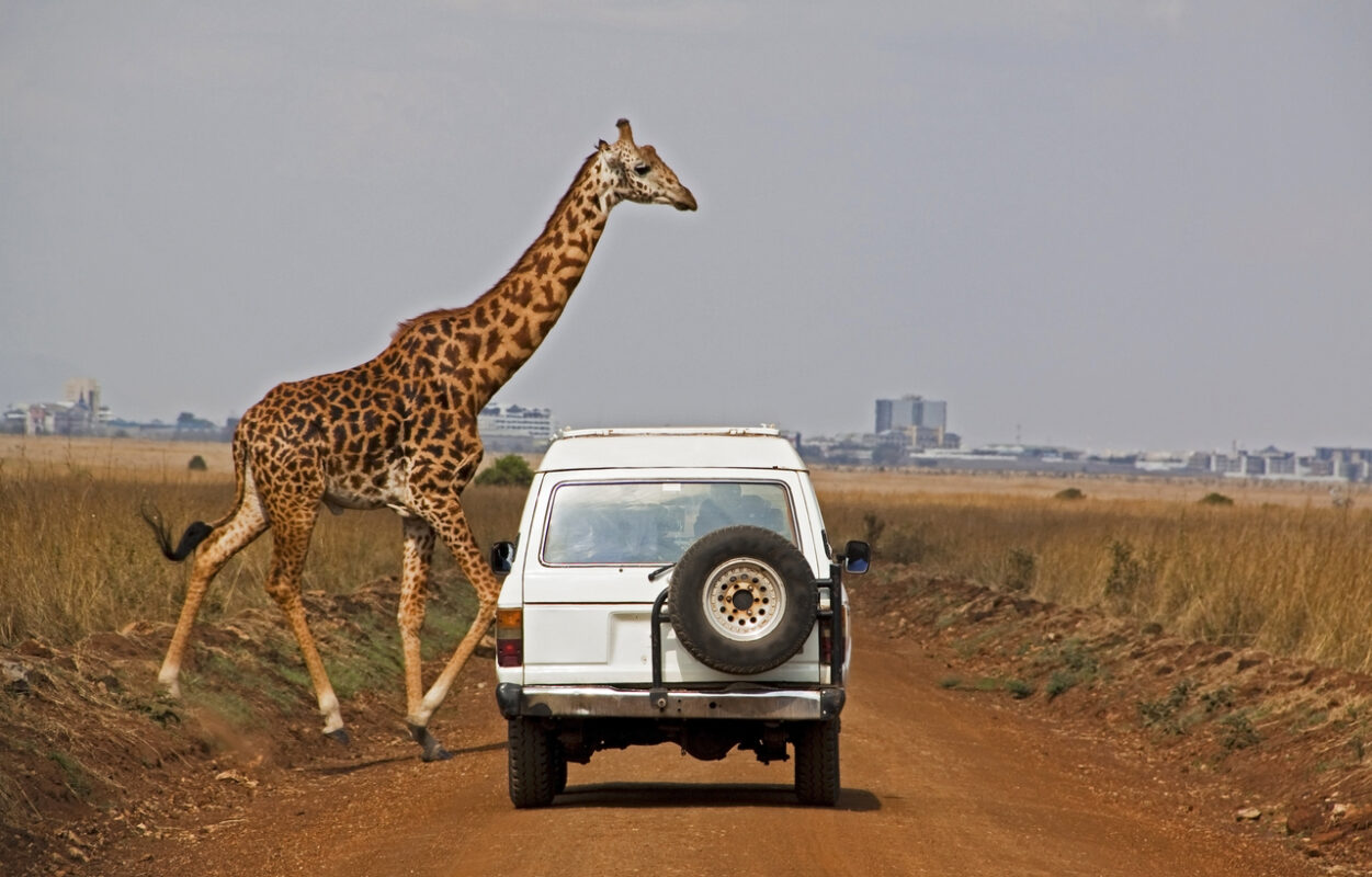 Masai giraffe crosses in front of a vehicle with city backdrop in Nairobi National Park, Kenya. Focus on vehicle.