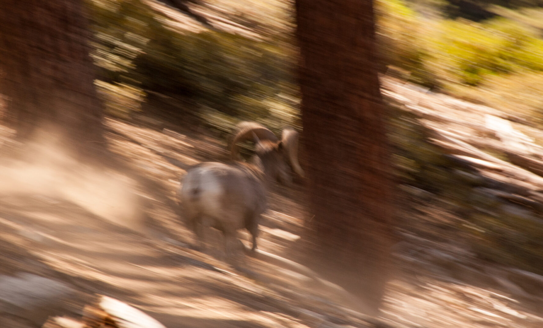 In the Cucamonga Mountain Wilderness you might encounter wildlife such as Bighorn Sheep