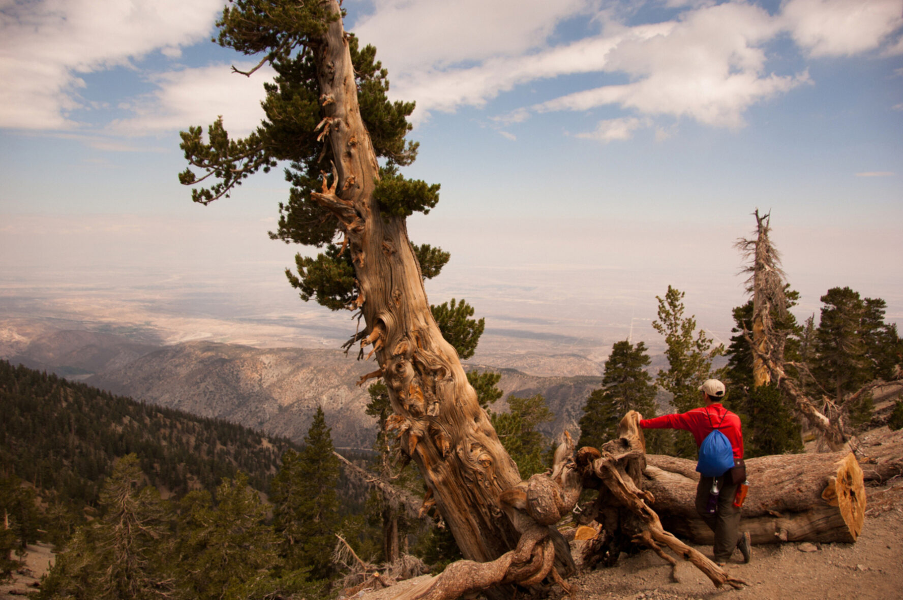 Along the trail towards the summit of Mount Baden- Powell you’ll find ancient limber pine trees