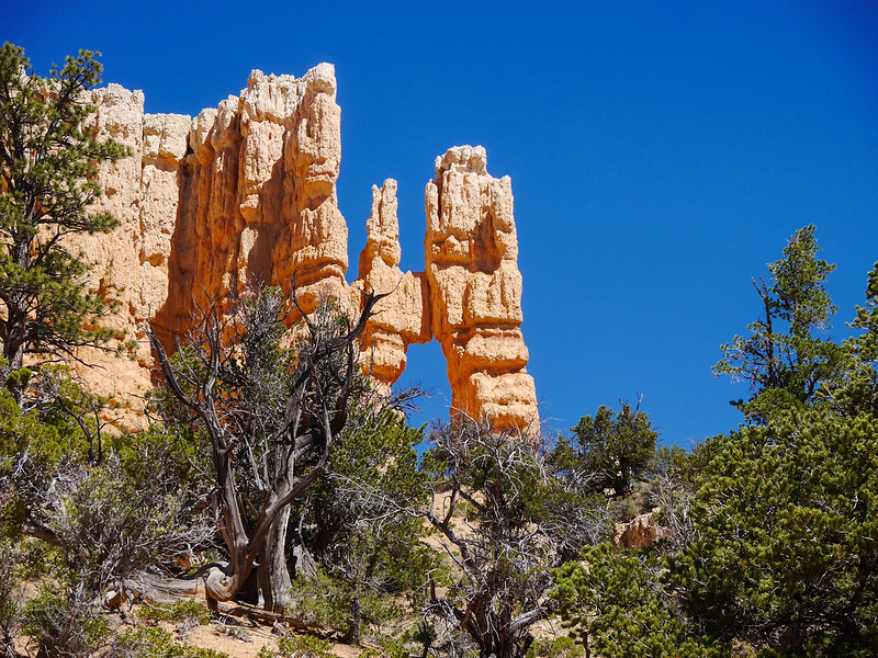 A hoodoo in Bryce Canyon