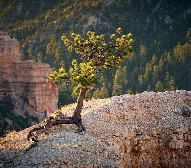 Guided hiking in Bryce Canyon National Park