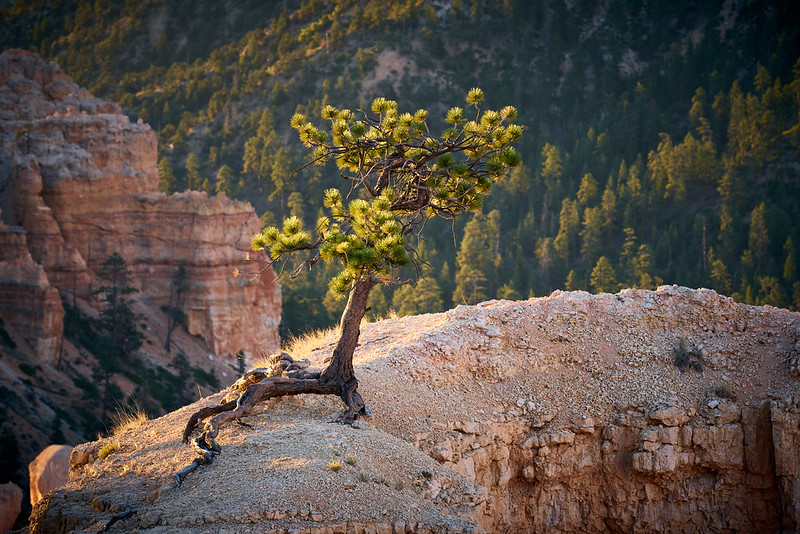A small tree on a trail in Bryce Canyon