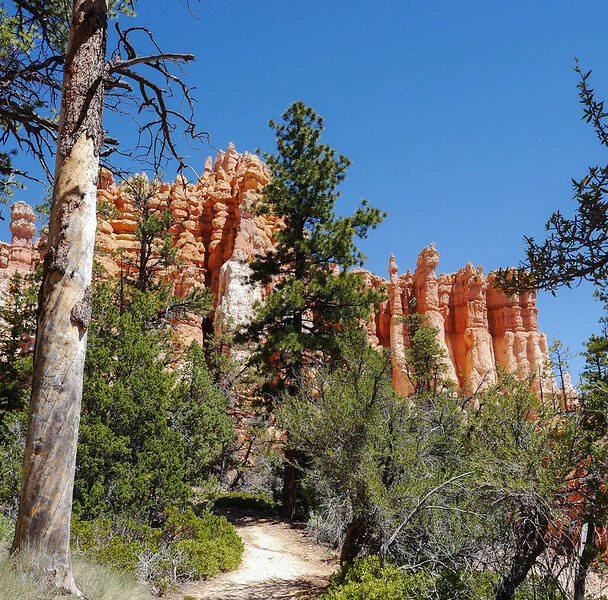 Guided mountain biking on Bryce Canyon