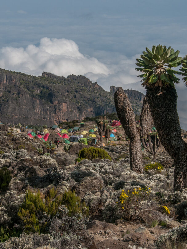Climbing Kilimanjaro via the Lemosho Route.