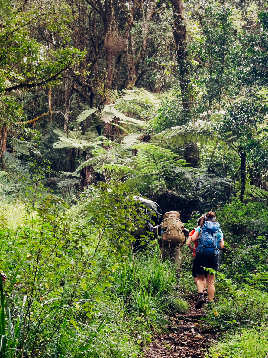 Climbers going through a rainforest.