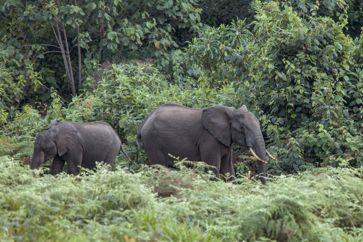 Some elephants in the Mt. Kenya rainforest