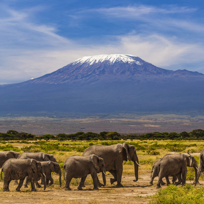 Elephants and Kilimanjaro in the backdrop.