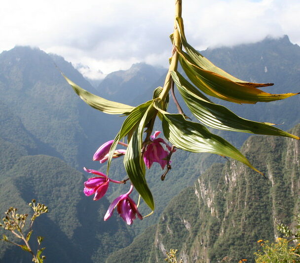 Woman standing in front of Machu Picchu