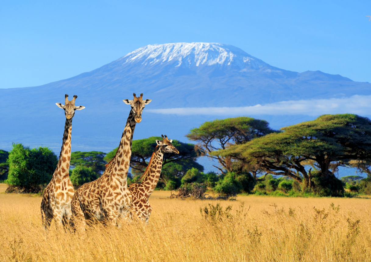 Giraffes and the backdrop of Kilimanjaro.
