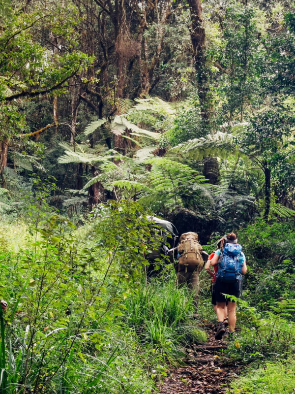 Hikers going through rainforests of the Machame Route.