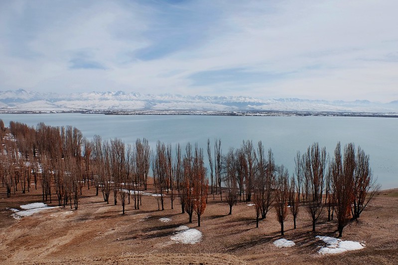 A forest near a mountain in Kyrgyzstan