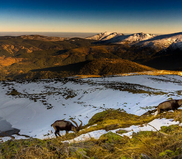Trail running tour in the Guadarrama Mountains