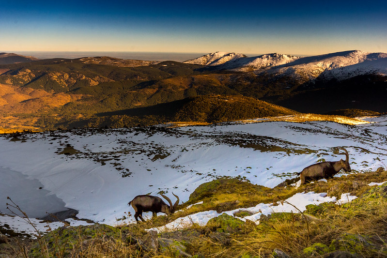 Sunset and a goat in the Guadarrama Mountains