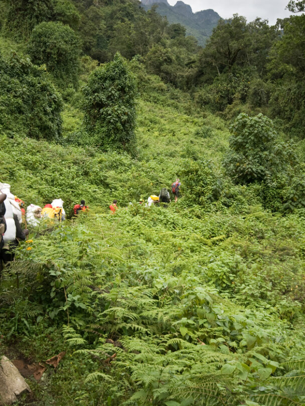 Guided Hiking in the Rwenzoris Mountains, Uganda