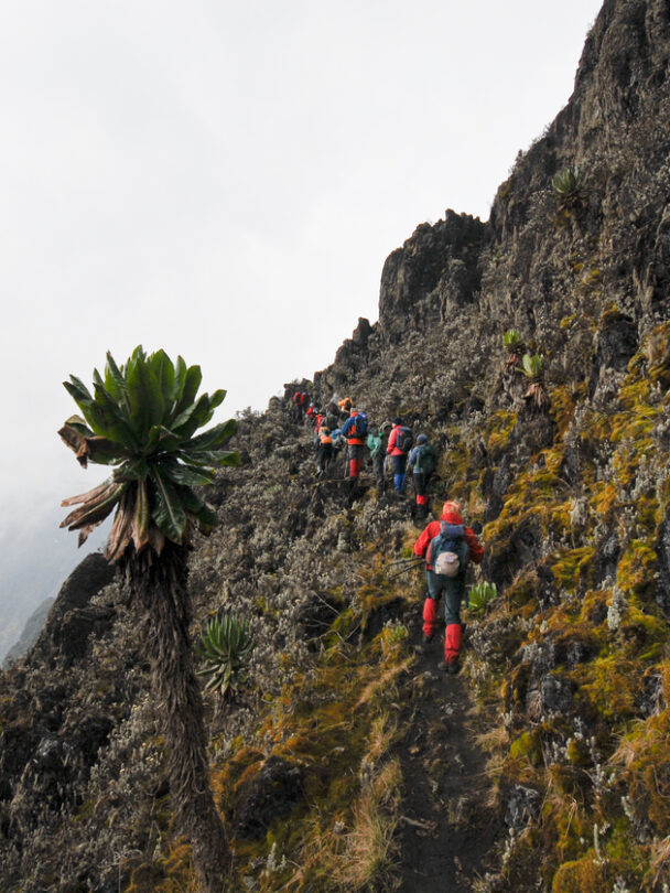 Guided Hiking in the Rwenzoris Mountains, Uganda