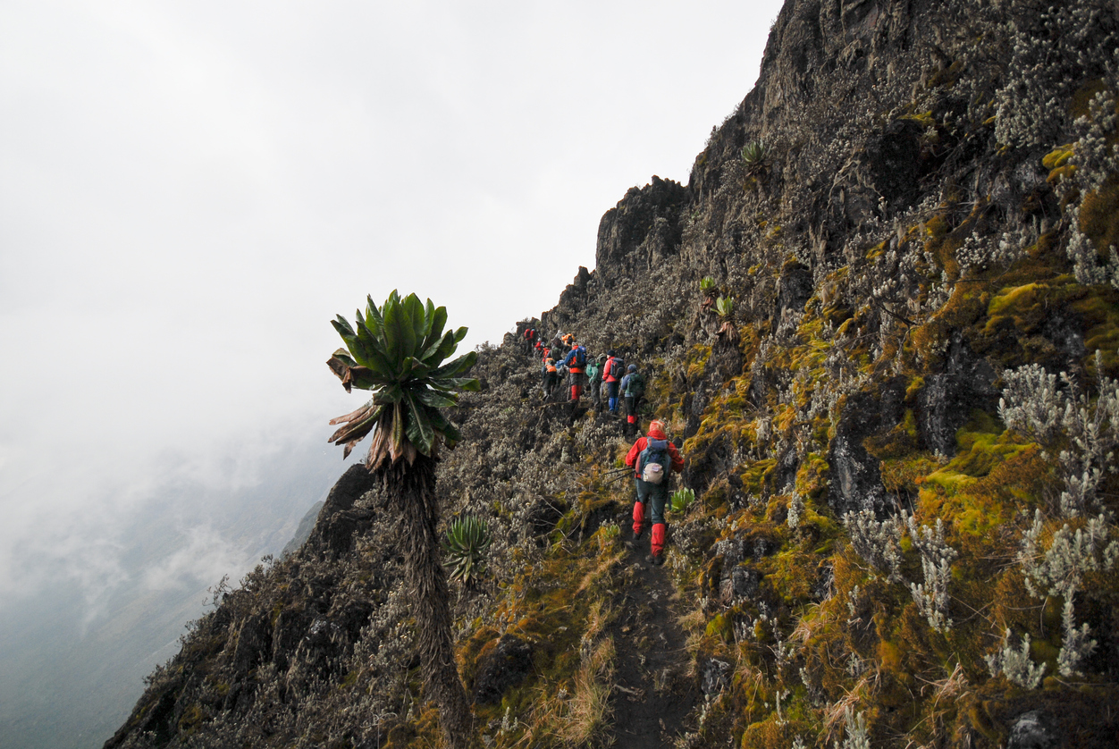 Hikers climbing the Rwenzori trails