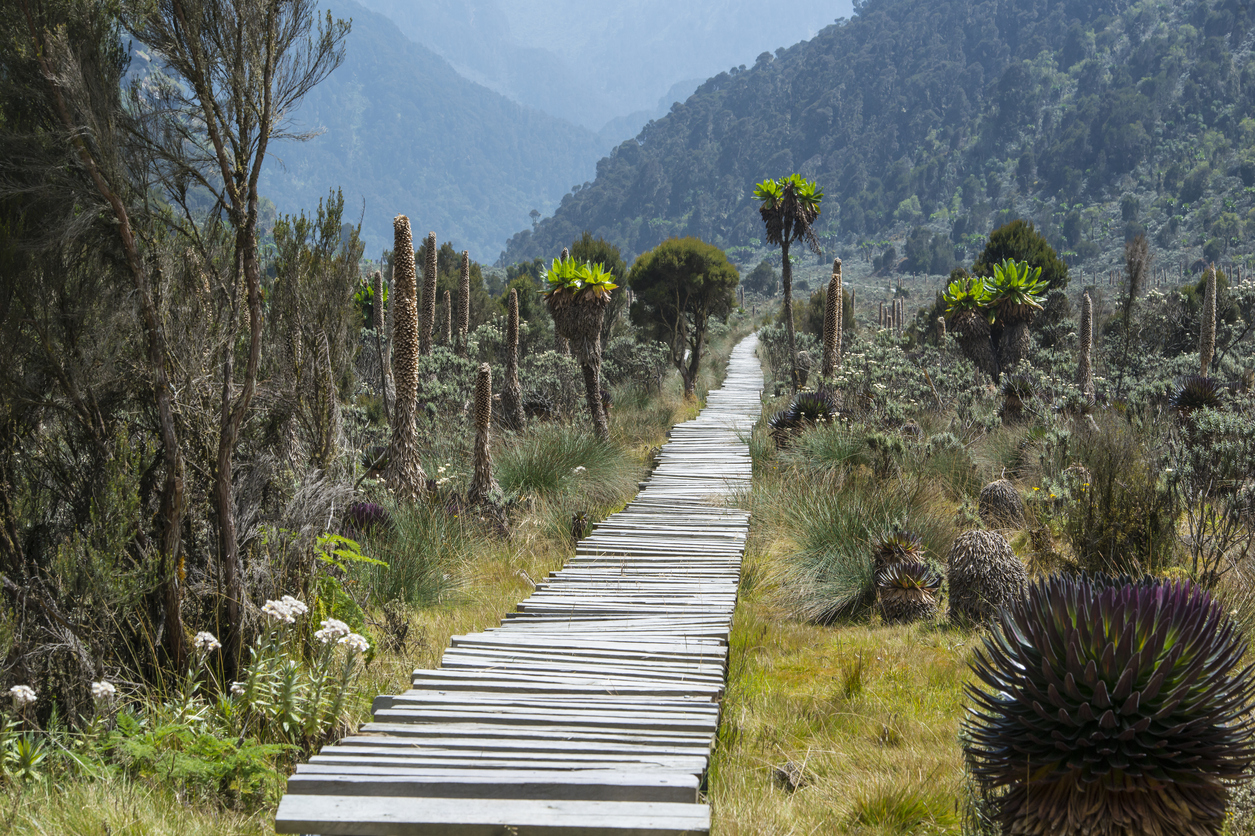 Trails on the lower portion of the Rwenzori mountains