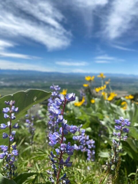 Flowers in the Gallatin Valley