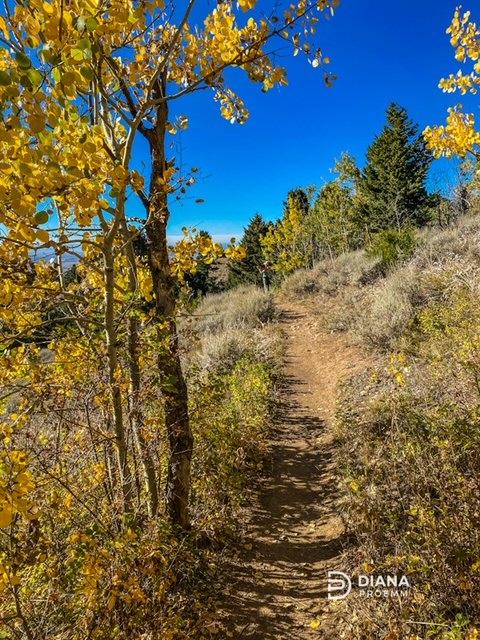 A hiking trail in Bozeman