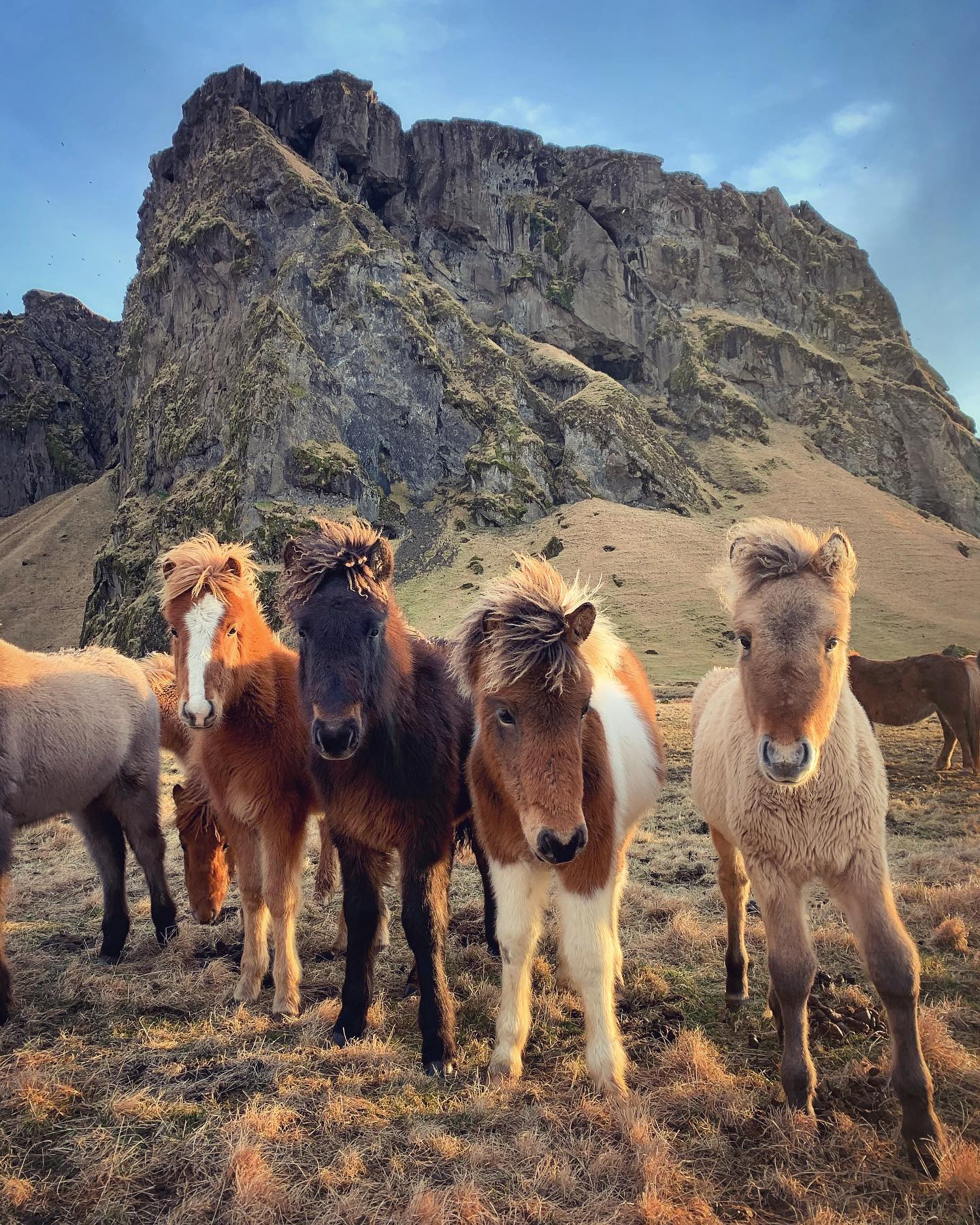 Some horses in Iceland