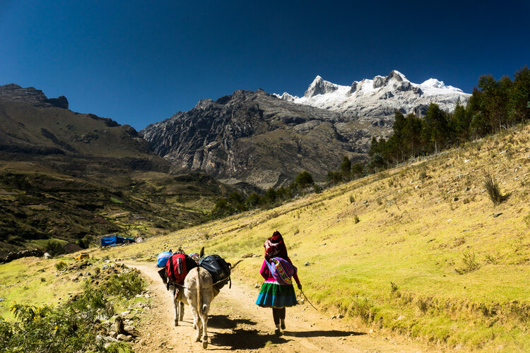 A doney on a road in Peru