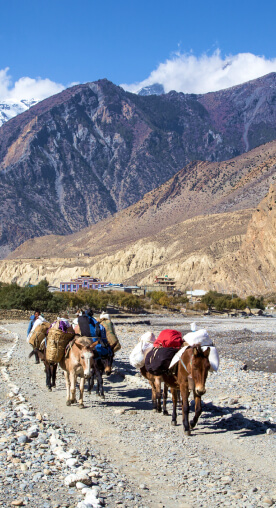 On the Annapurna Circuit, you will meet many locals transporting their goods with mules.