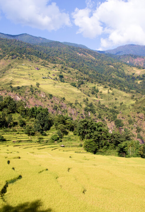 Rice fields on a hillside at Annapurna Circuit